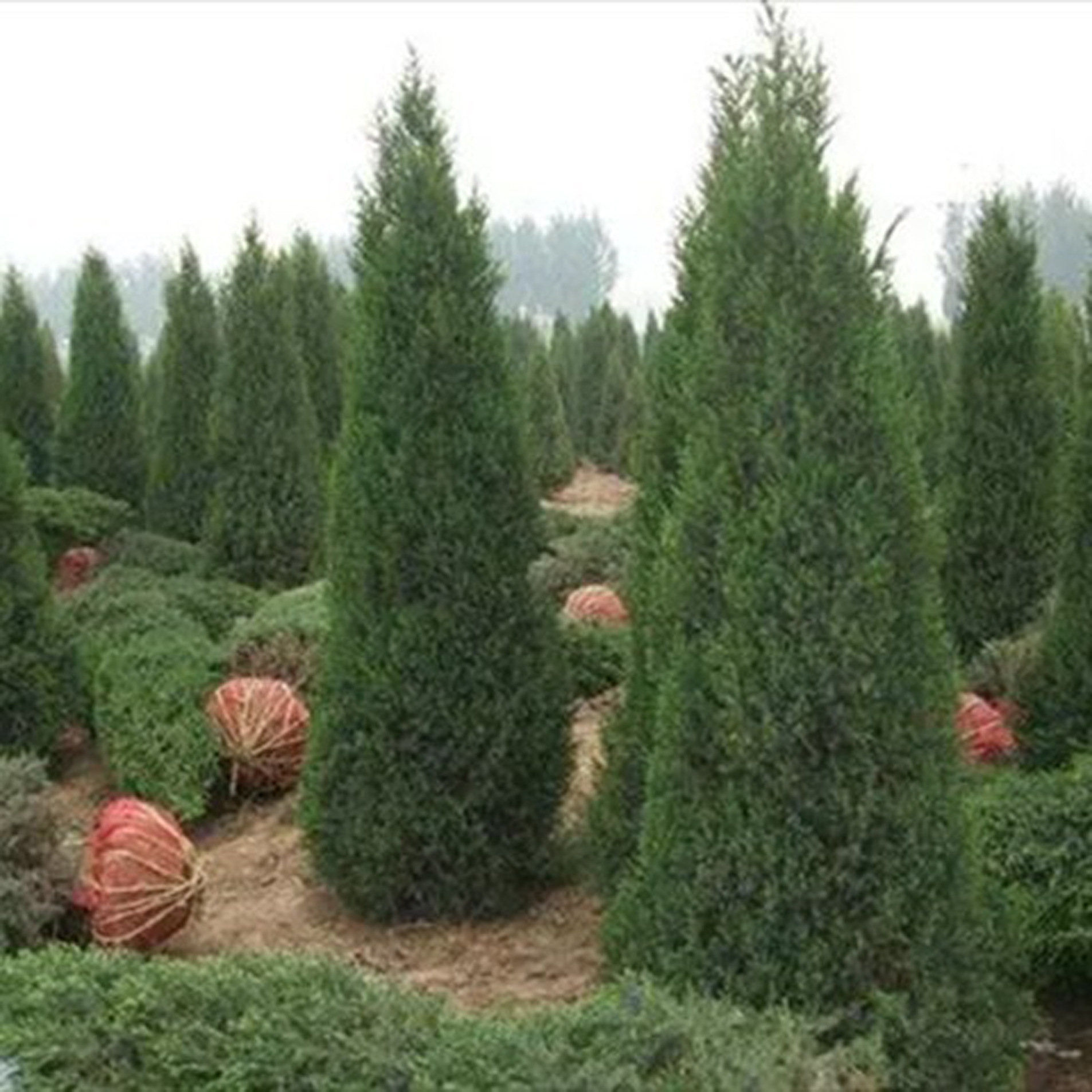 中国绿化苗木行业市场需求预测与投资战略规划分析报告